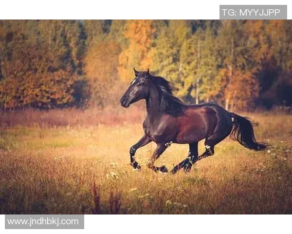 足球巨星化身骑士驰骋马场挑战极限展现运动跨界魅力